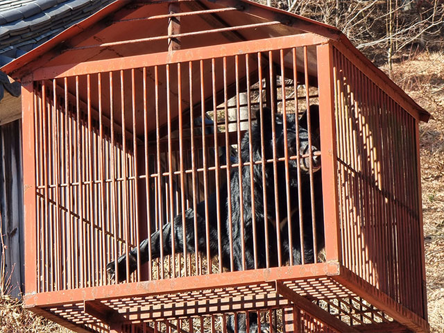 지리산 반달가슴곰이 살고 있는 구례 문수사