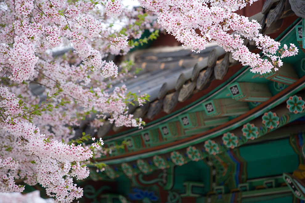 蟾津江桜祭り